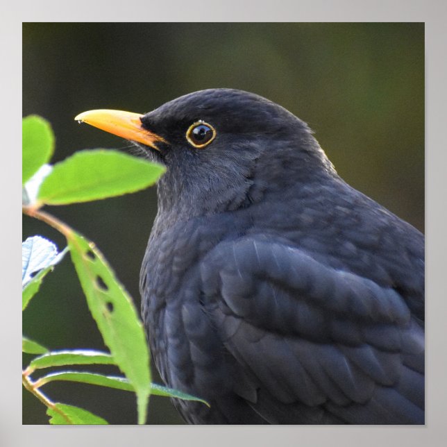 Affiche Joli oiseau noir (Devant)