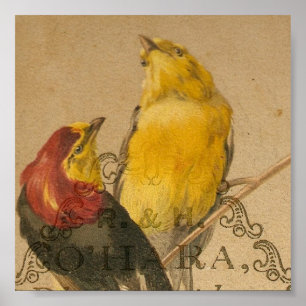 Affiche Joli Petit Oiseau Vintage