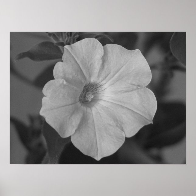 Affiche Joli Petunia pourpre (Devant)