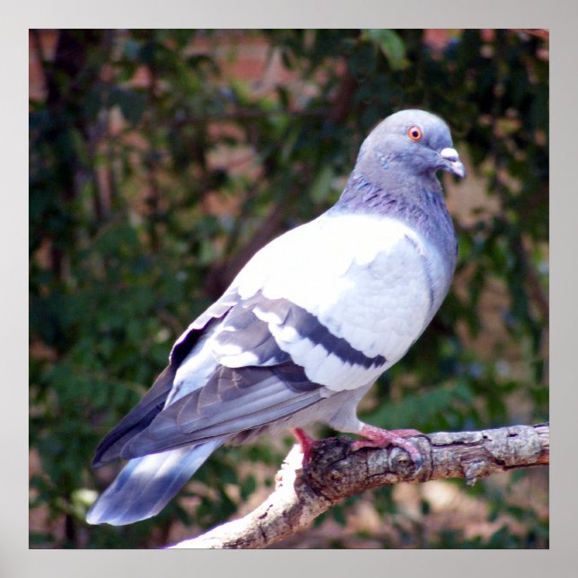 Affiche Joli Pigeon (Devant)