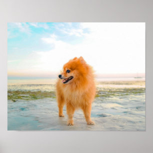 Affiche Joli Pomeranian orange dans le sable à la plage