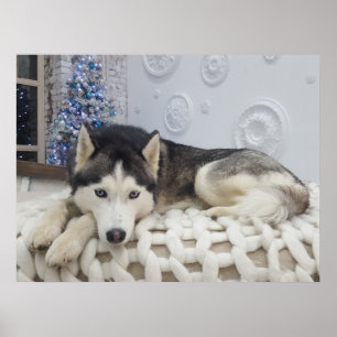 Affiche Joli Portrait de Chien Husky Cute