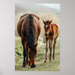Affiche Joli poulain de cheval Photo