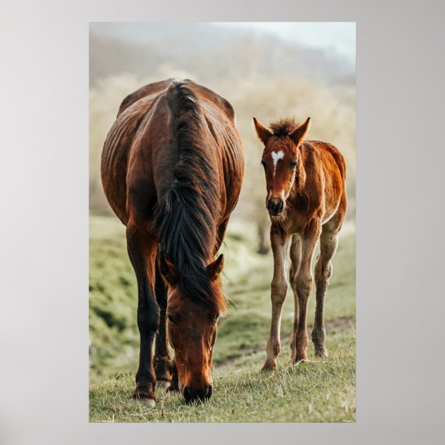 Affiche Joli poulain de cheval Photo (Devant)