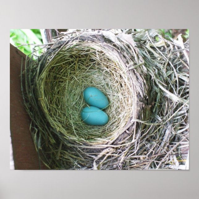 Affiche Joli Robin's Eggs (Devant)