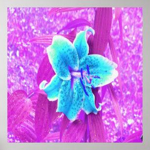 Affiche Jolie Aqua Blue Stargazer Lily sur violet