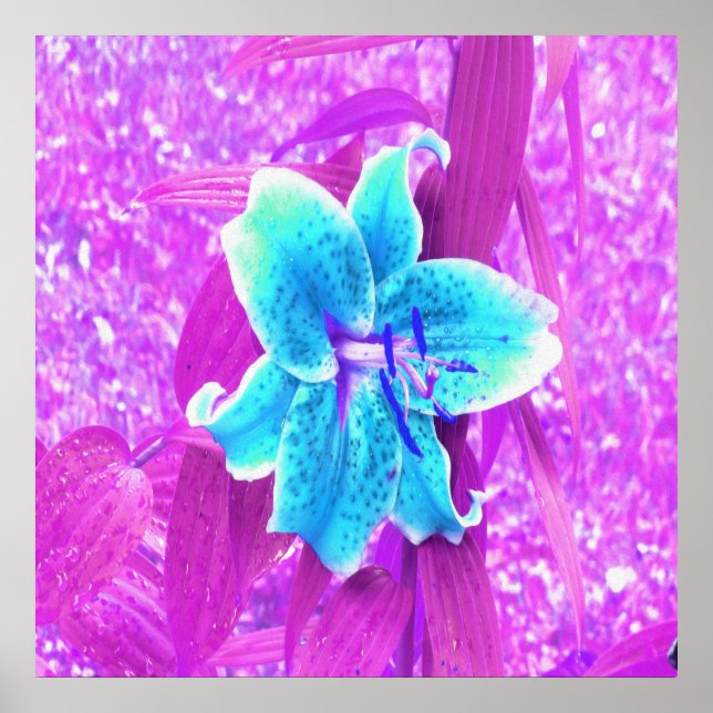 Affiche Jolie Aqua Blue Stargazer Lily sur violet (Devant)