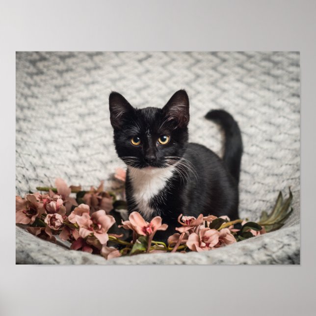 Affiche Jolie Bella Rose (Devant)