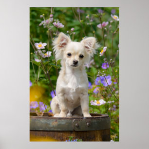 Affiche Jolie chihuahua Chig Chippy Pet Photo