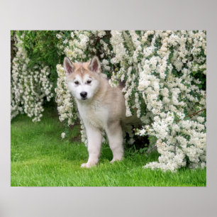 Affiche Jolie chiot de chien malamué de l'Alaska en fleurs