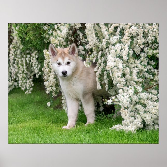 Affiche Jolie chiot de chien malamué de l'Alaska en fleurs (Devant)