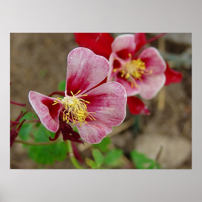 Affiche Jolie Fleur (Devant)