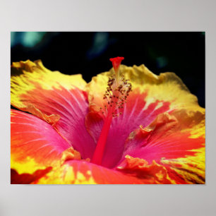 Affiche Jolie fleur d'Hibiscus gros plan