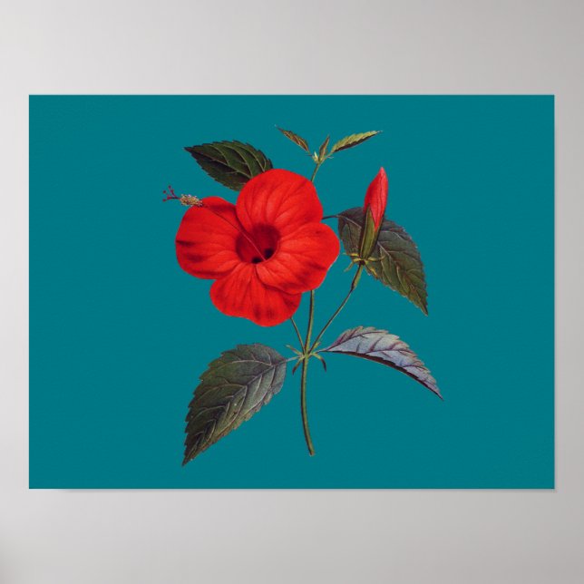 Affiche Jolie fleur d'Hibiscus rouge (Devant)