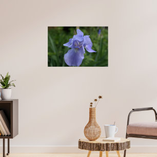 Affiche Jolie fleur d'iris Pervenche