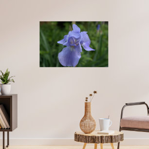 Affiche Jolie fleur d'iris Pervenche