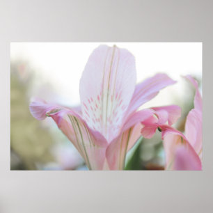 Affiche Jolie Fleur Pastel Rose