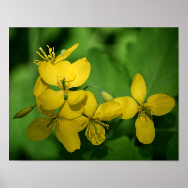 Affiche Jolie Fleurs De Géranium Jaune Sauvage (Devant)