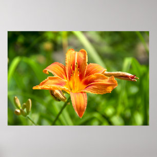 Affiche Jolie grande photo de fleur de Lys