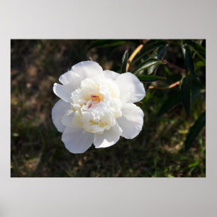 Affiche Jolie grande photo de pivoine blanche