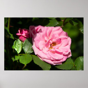 Affiche Jolie grande rose rose photo