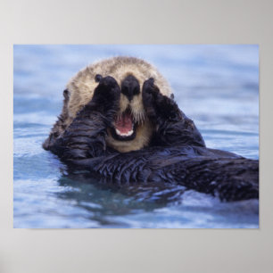 Affiche Jolie loutre de mer   Alaska, États-Unis
