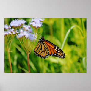 Affiche Jolie Monarque Papillon Photographie Art Flower
