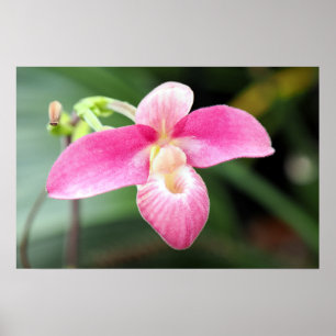 Affiche Jolie Orchidée rose
