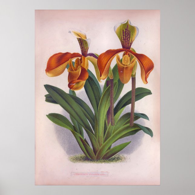 Affiche Jolie Orchidées Vintages Cypripedium Villosum (Devant)