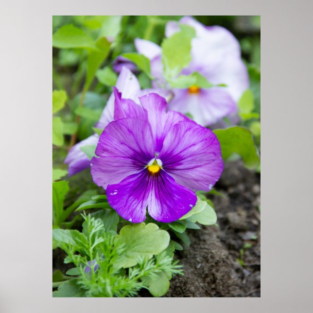 Affiche Jolie photo violette violette (Devant)