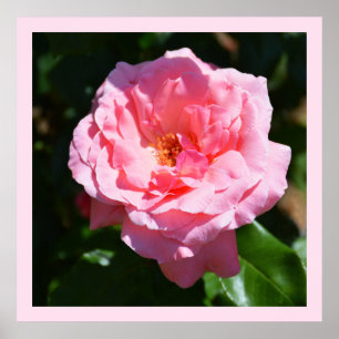 Affiche Jolie rose