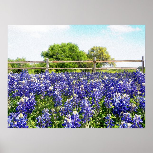 Affiche Jolie Texas Bluebonnet Flowers Hill Country Art (Devant)