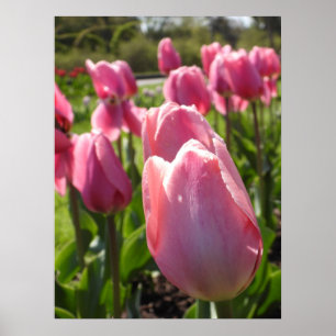 Affiche Jolie tulipe rose