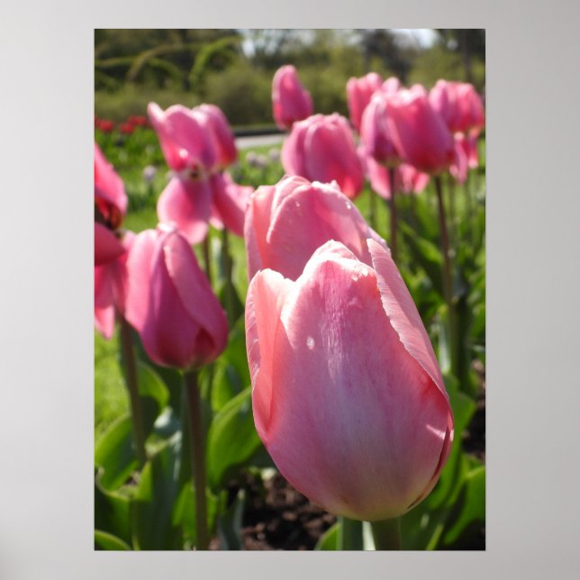 Affiche Jolie tulipe rose (Devant)
