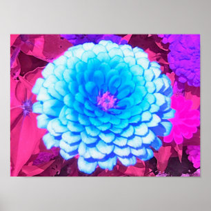 Affiche Jolie Zinnia Bleue dans le Jardin d'été pourpre