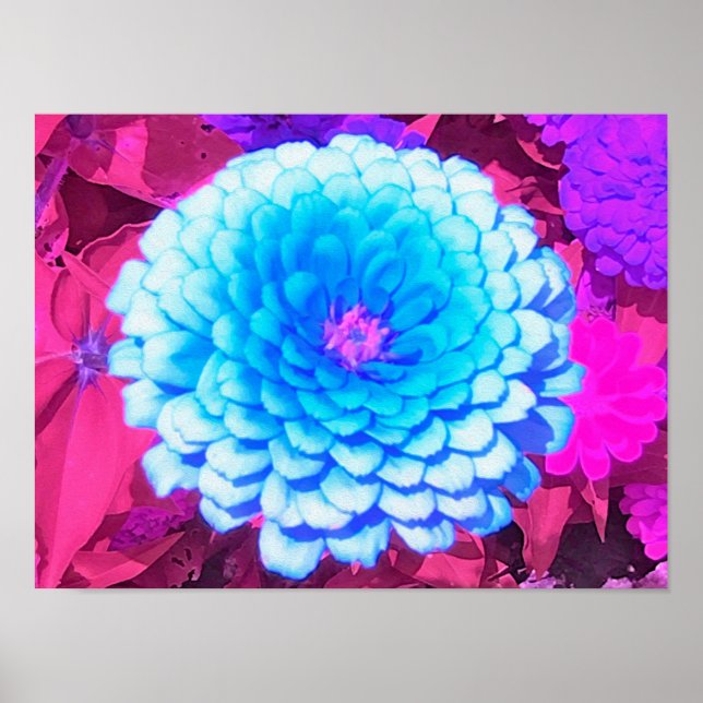 Affiche Jolie Zinnia Bleue dans le Jardin d'été pourpre (Devant)