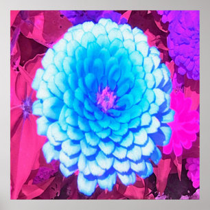 Affiche Jolie Zinnia Bleue dans le Jardin d'été pourpre
