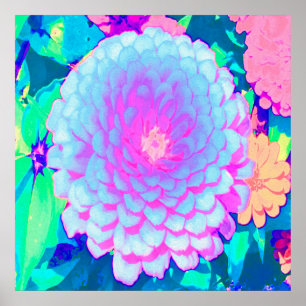 Affiche Jolie Zinnia Violet et Rose dans le Jardin d'Été