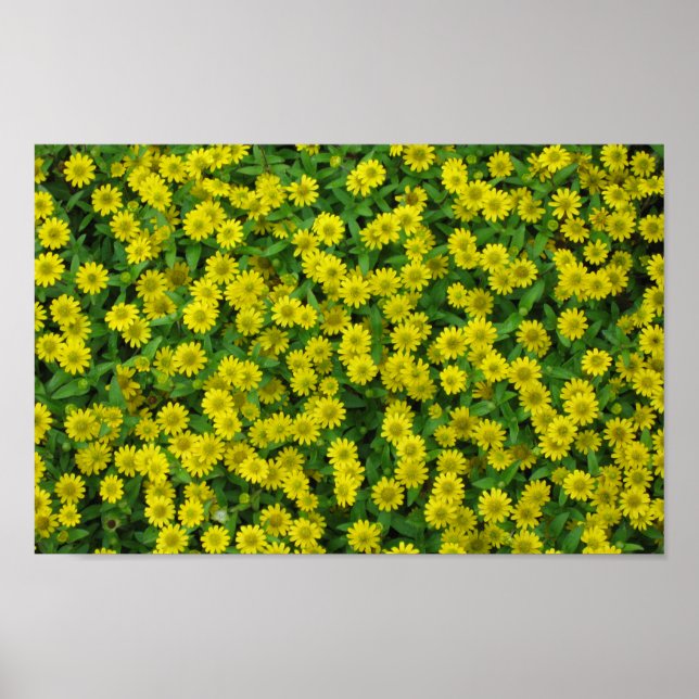 Affiche Jolies Petites Fleurs Jaunes (Devant)
