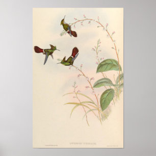 Affiche Jolis colibris Lophornis Verreauxi - John Gould