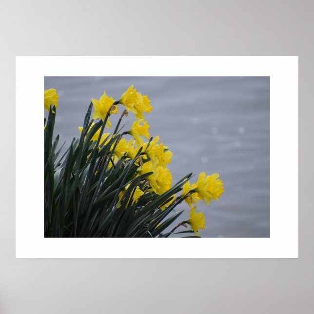 Affiche Jonquilles  (Devant)