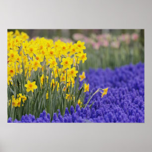 Affiche Jonquilles et muscaris, Keukenhof 3