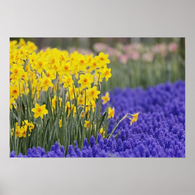 Affiche Jonquilles et muscaris, Keukenhof 3 (Devant)