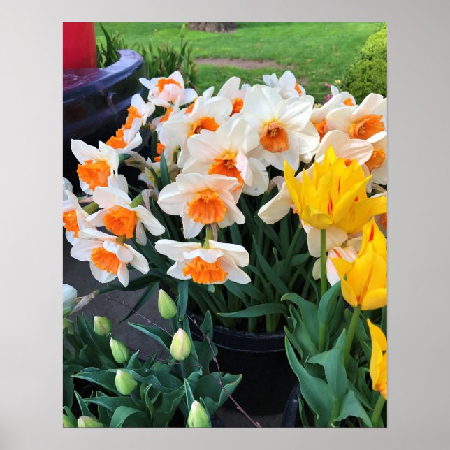 Affiche Jonquilles & Tulipes, Oregon (Devant)
