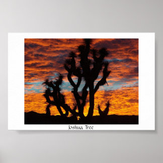 Affiche Joshua Tree