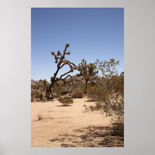 Affiche Joshua Tree (Devant)