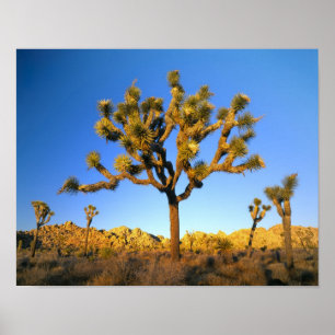 Affiche Joshua Tree National Park, Californie. USA.