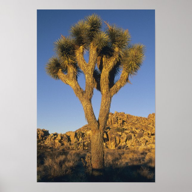Affiche Joshua Tree, Yucca brevifolia), and granite (Devant)