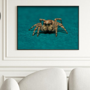 Affiche Jote Jumping Spider Photo