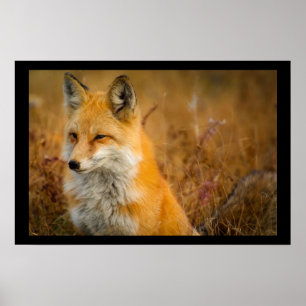 Affiche Jote Red Fox Wilderness Nature Photographie
